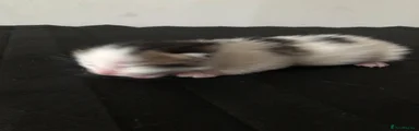 Mixed Breed Kitten 1
