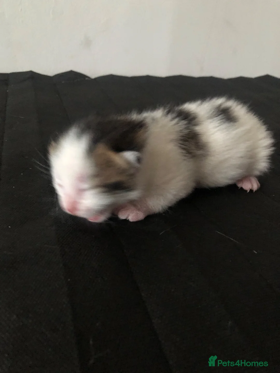 Mixed Breed cats for sale: Kitten male 2weeks ready to go in beginning of Sep - Advert 2