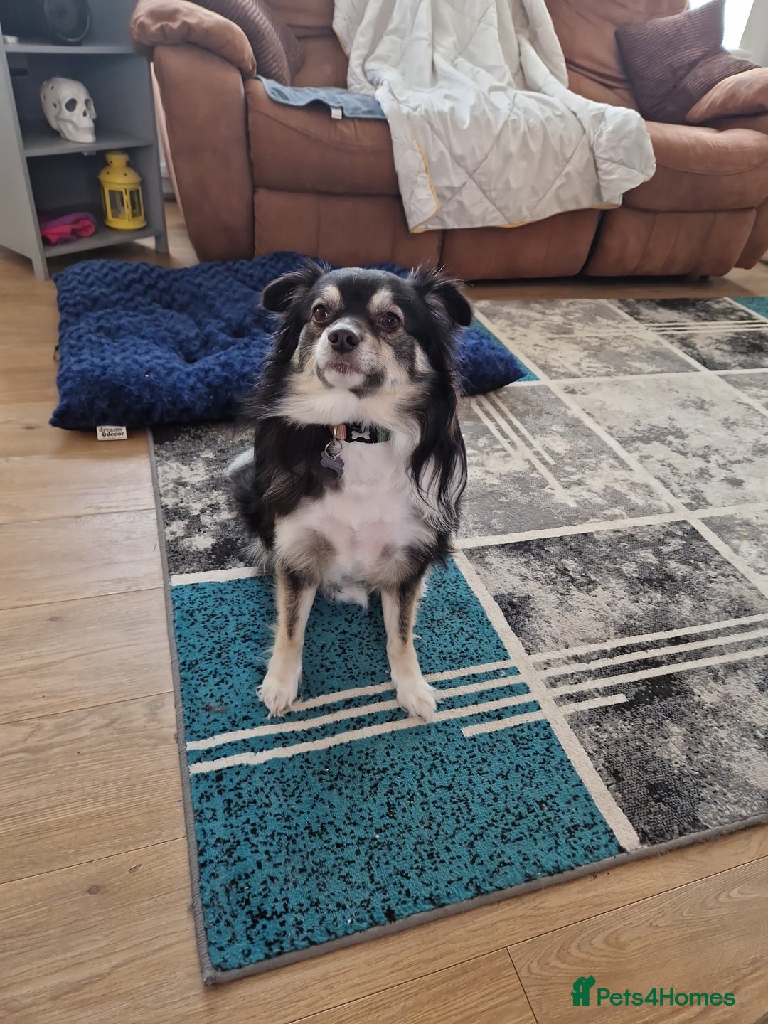 Mixed Breed dogs for sale: Male Japanese Spitz cross chihuahua  - Advert 2