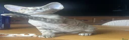 Devon Rex cats for sale:  Pedigree Devon Rex Kittens. Pet Homes Only  - Advert 15