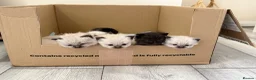 Mixed Breed cats for sale: Ragdoll & British Longhair Mix Kittens - Advert 4