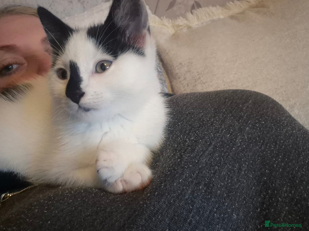 Domestic Shorthair cats for sale: Beautiful 10 week, black and white female kitten - Advert 3