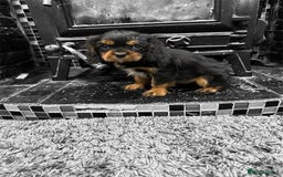 Cavalier King Charles Spaniel dogs for sale: 💫 DNA CLEAR CAVALIER KING CHARLES PUPPIES 💫  - Image 6