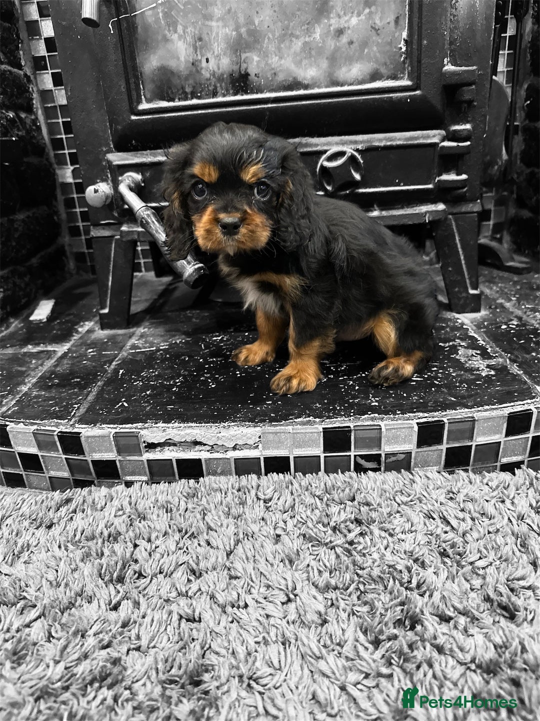 Cavalier King Charles Spaniel dogs for sale: 💫 DNA CLEAR CAVALIER KING CHARLES PUPPIES 💫  - Image 6