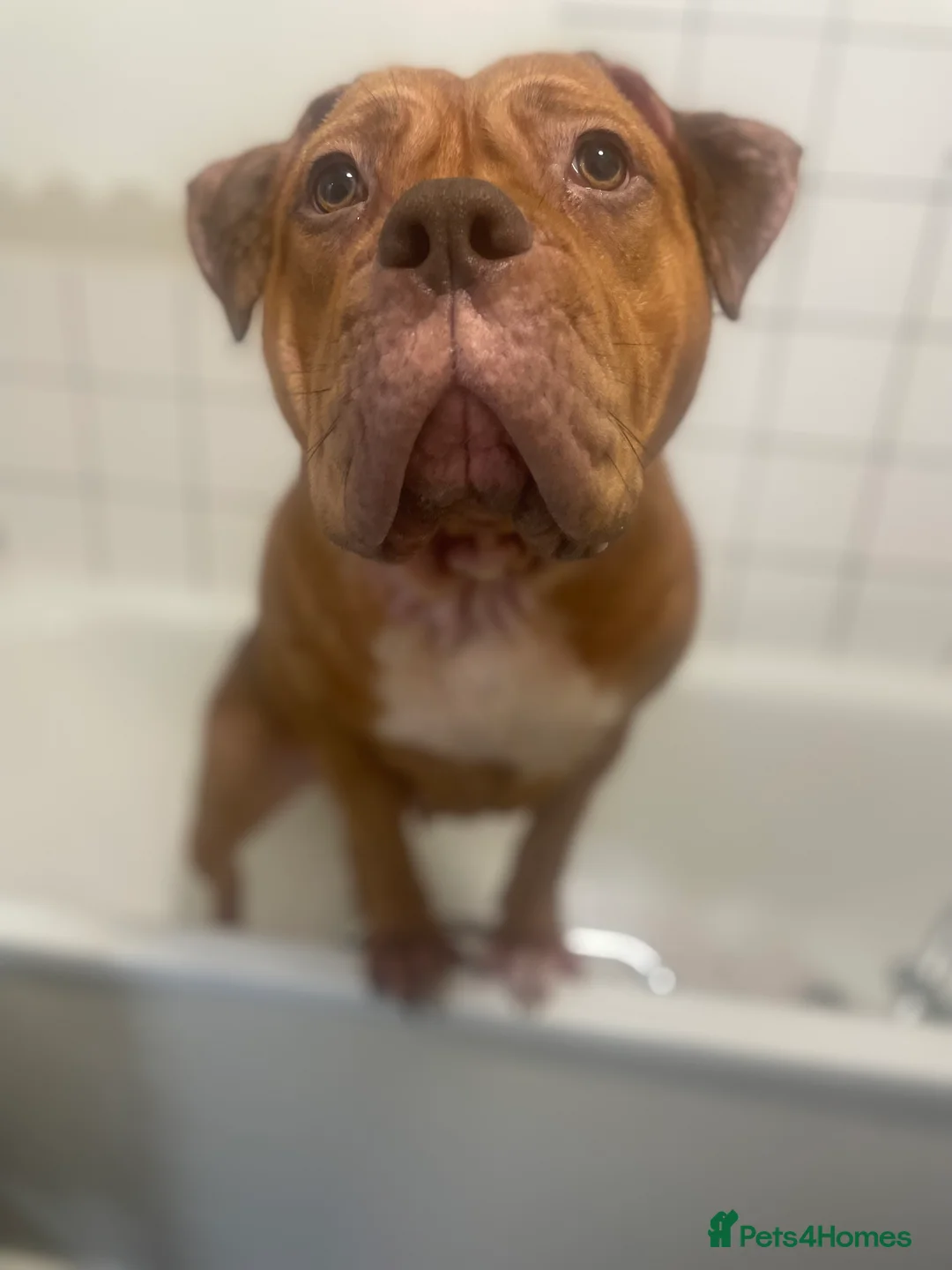 Mixed Breed dogs for sale: Beautiful Girl, Sad Circumstances  - Advert 10