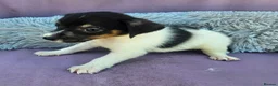 Jack Russell dogs for sale: Jack Russell puppies 🐶  - Advert 18