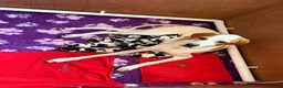 Pointer dogs for sale: An outstanding litter of pointers. in Hereford - Advert 1