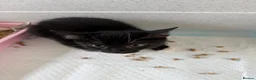 Mixed Breed cats for sale: Rescued kittens - Advert 6