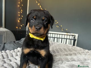 Rottweiler dogs - Advert 6