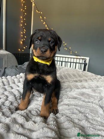 Rottweiler dogs - Advert 3