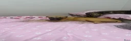 Whippet dogs for sale: WHIPPET PUPPIES  - Advert 25