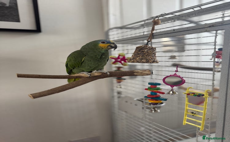 Parrots birds - Advert 1