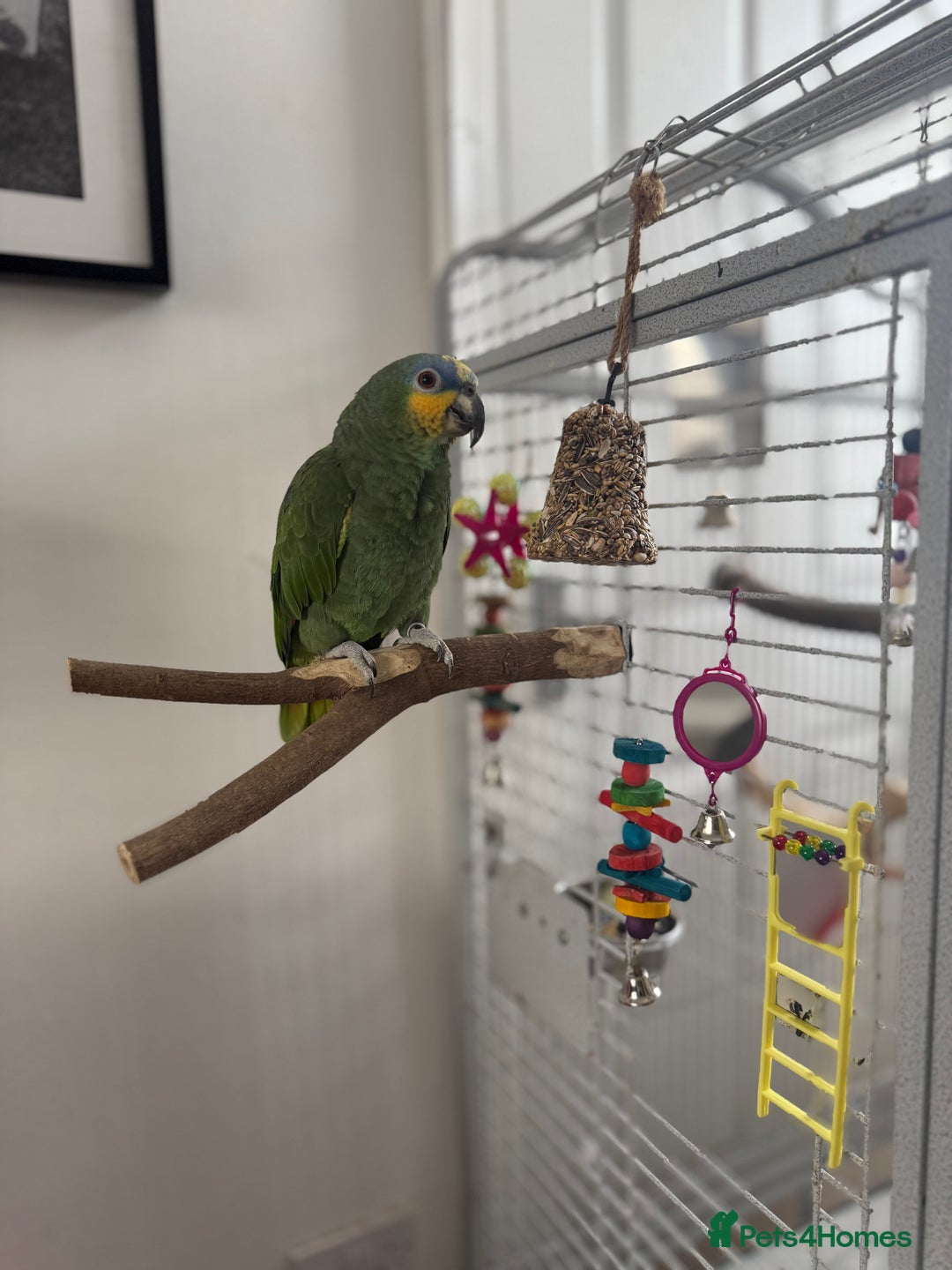 Parrots birds for sale: Orange winged Amazon Parrot  - Image 1