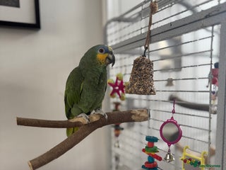 Parrots birds - Advert 11