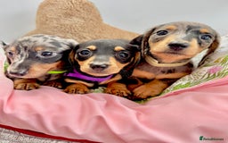 Miniature Dachshund dogs for sale: ✨ Adorabla Mini Kc PRA clear ready now  ✨✨ - Image 2