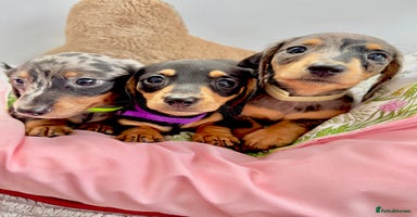Miniature Dachshund dogs - Advert 1
