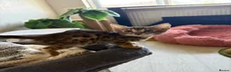 Bengal cats for sale: Pedigreed/registered bengal kittens - Advert 5
