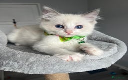 Ragdoll cats for sale: REGISTERED Ragdoll kittens HCM/PKD clear - Image 16
