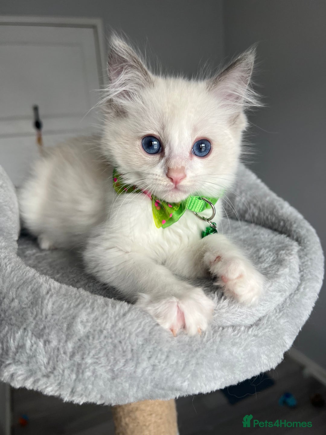 Ragdoll cats for sale: REGISTERED Ragdoll kittens HCM/PKD clear - Image 16
