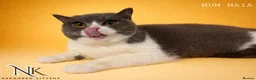 British Shorthair cats for sale: Exceptional GCCF REGISTERED BSH KITTENS - Advert 32