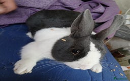 Dutch rabbits for sale: Male Dutch Rabbit  - Image 2