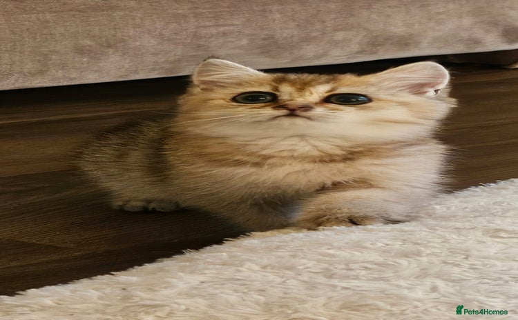 British Shorthair cats - Advert 8