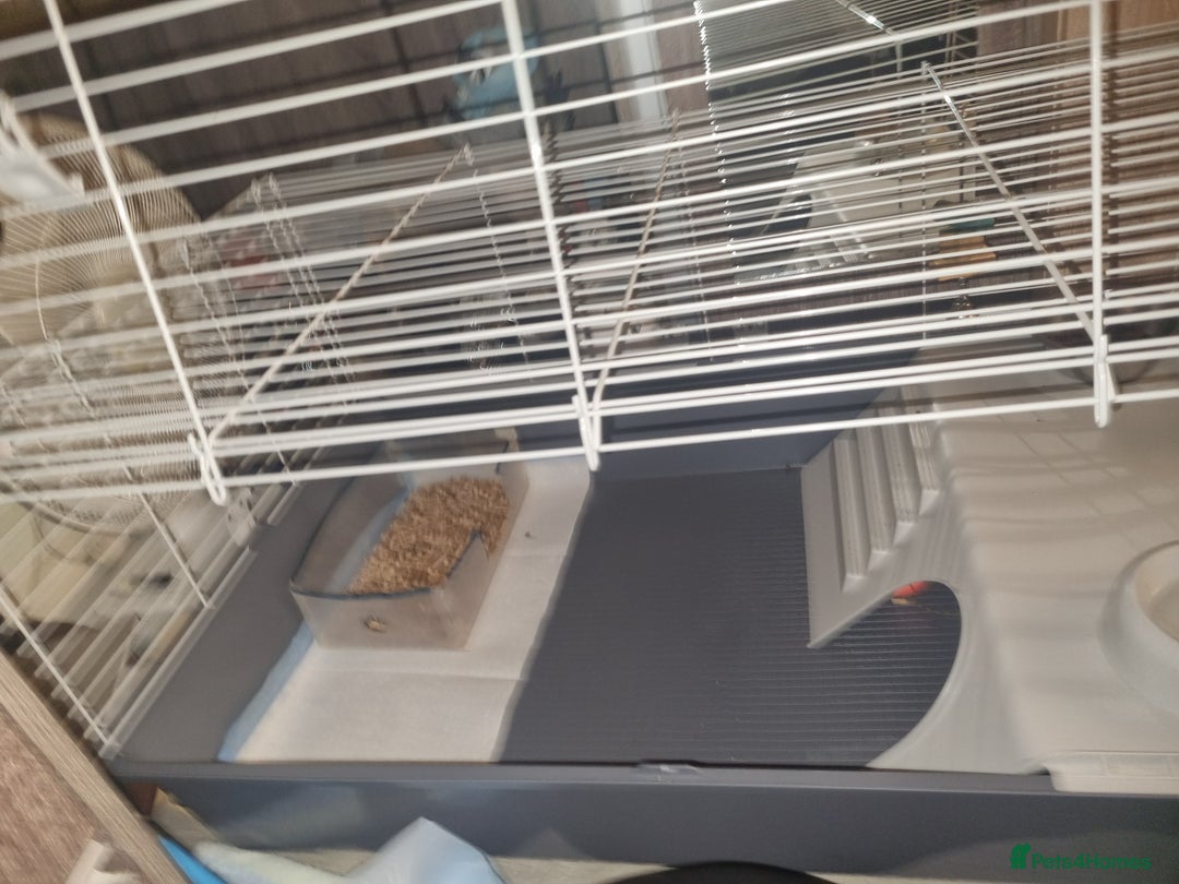 Ferret rodents for sale: Best little ferret ever - Image 9