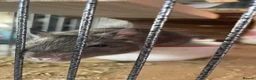 Degus rodents for sale: Two bonded female Degus in Folkestone - Advert 3