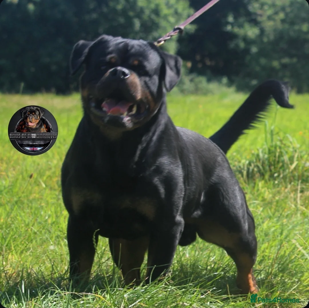 Rottweiler dogs for stud: Outstanding KC Registered Rottweiler Stud Simba - Advert 15