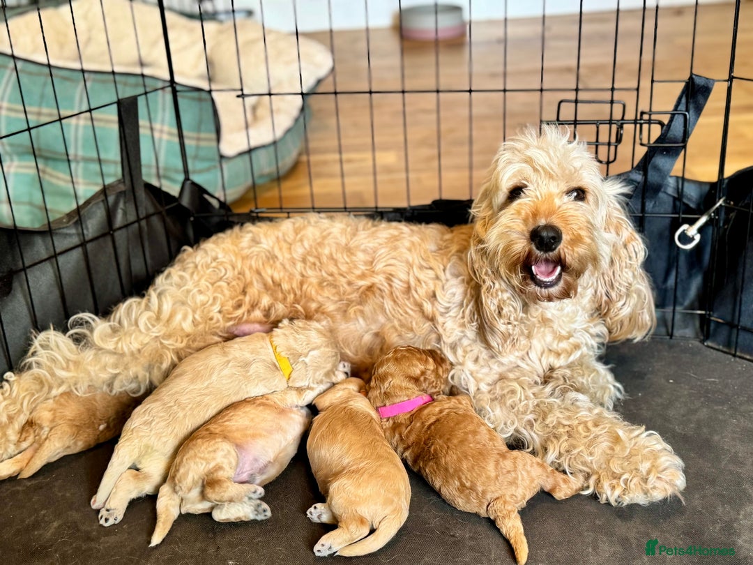 Cockapoo dogs for sale: Beautiful F1B cockapoo puppies  - Image 9