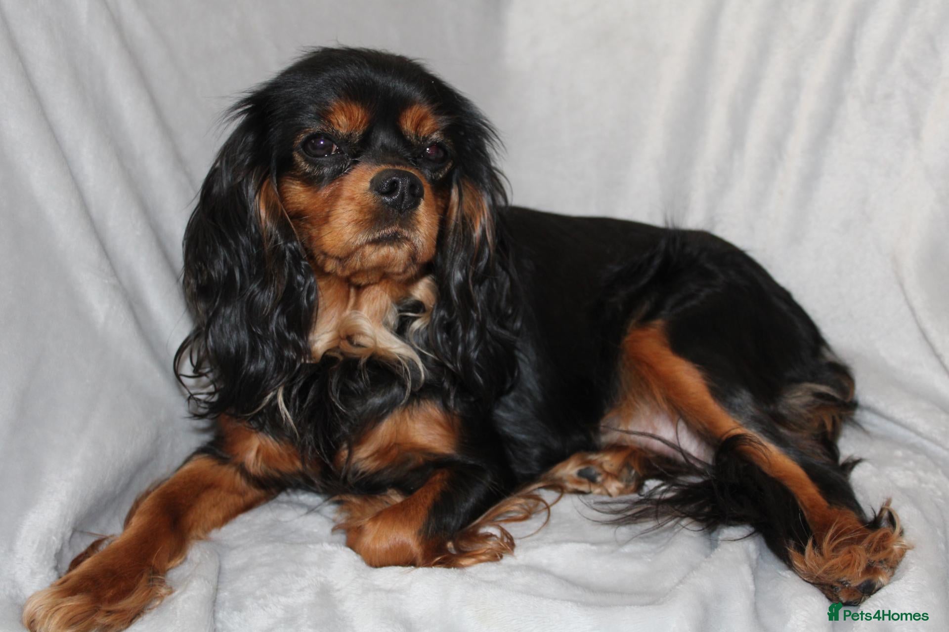 Cavalier King Charles Spaniel dogs Gorgeous Cavalier King Charles Spaniel puppies - Advert 1