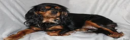 Cavalier King Charles Spaniel dogs for sale: Gorgeous Cavalier King Charles Spaniel puppies - Advert 1