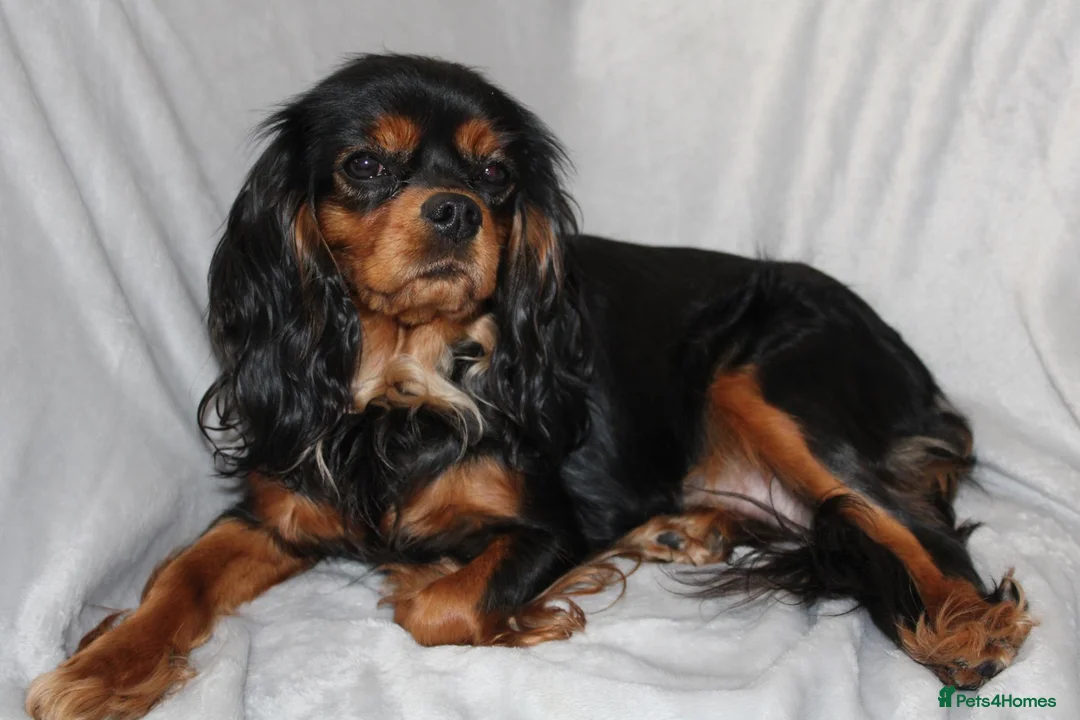 Cavalier King Charles Spaniel dogs for sale: Gorgeous Cavalier King Charles Spaniel puppies - Advert 1