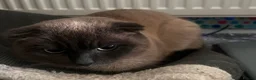 Scottish Fold cats for sale: Male scottish fold- URGENT SALE - Advert 4