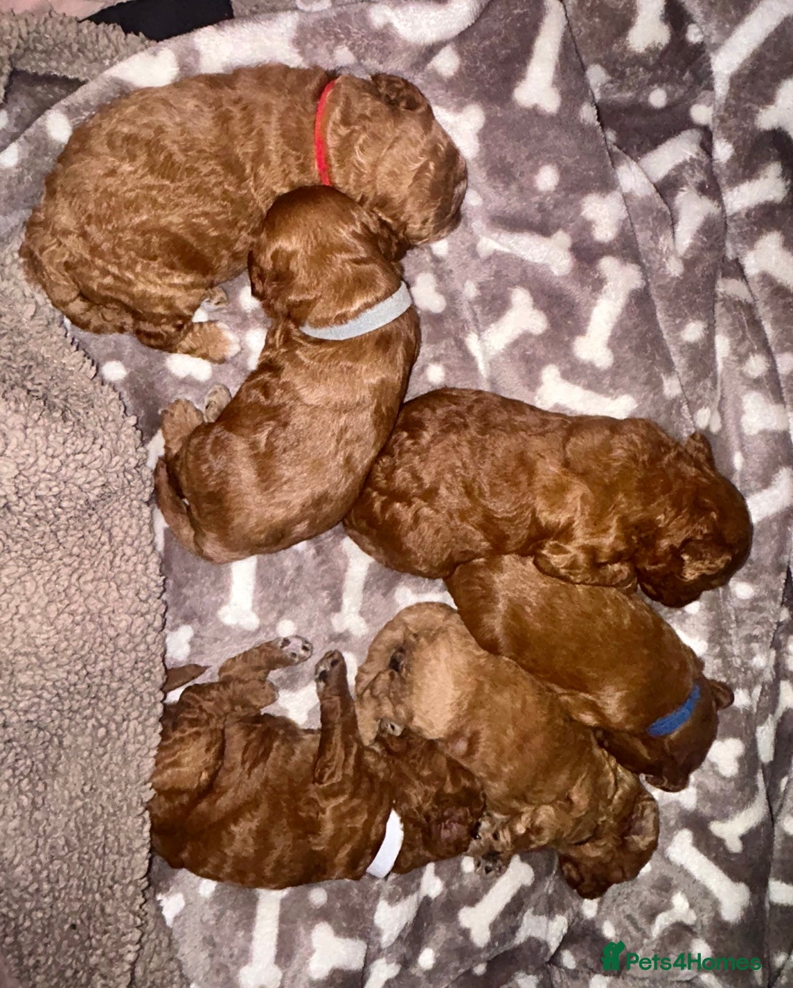 Cavapoo dogs Waiting list extensively health tested toy cavapoo - Advert 10