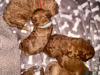 Cavapoo dogs Waiting list extensively health tested toy cavapoo - Advert 11