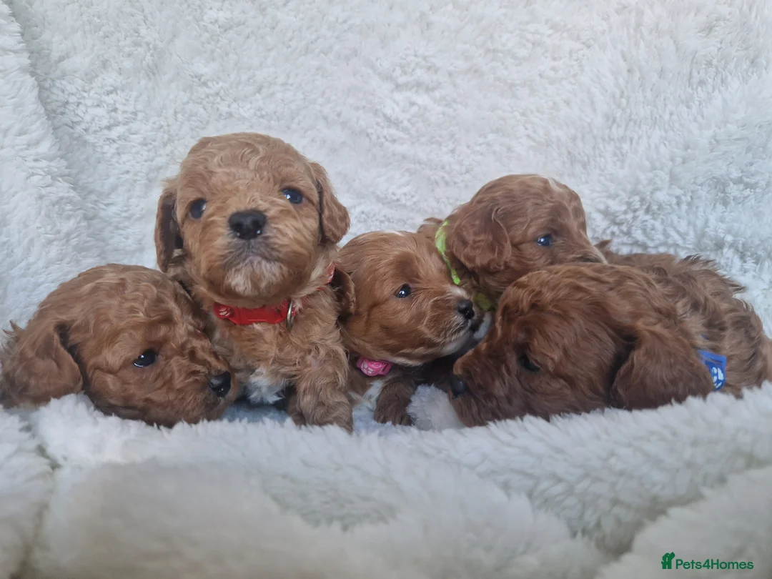 Cavapoo dogs for sale:  1 boy remaining. Health tested stunning cavapoos - Advert 20