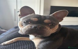 French Bulldog dogs for sale: French Bulldog for sale to a loving home  - Image 2