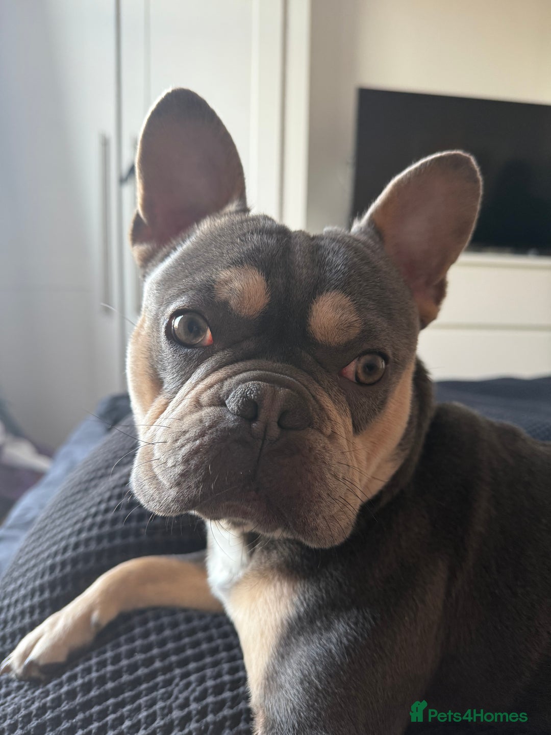 French Bulldog dogs for sale: French Bulldog for sale to a loving home  - Image 2