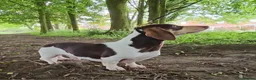 Miniature Dachshund dogs for stud: Kinder piebald miniature dachshund stud kc in Blackburn - Advert 5