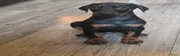 Dobermann dogs for sale: Excellent show quality doberman pups for sale - Advert 21