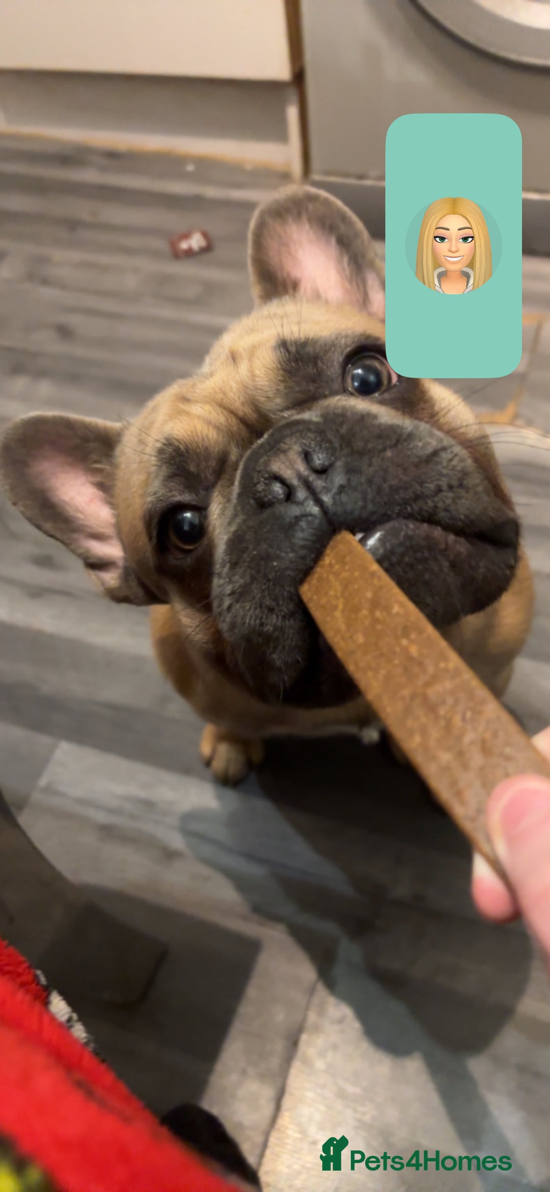 French Bulldog dogs for sale: prince - Image 2