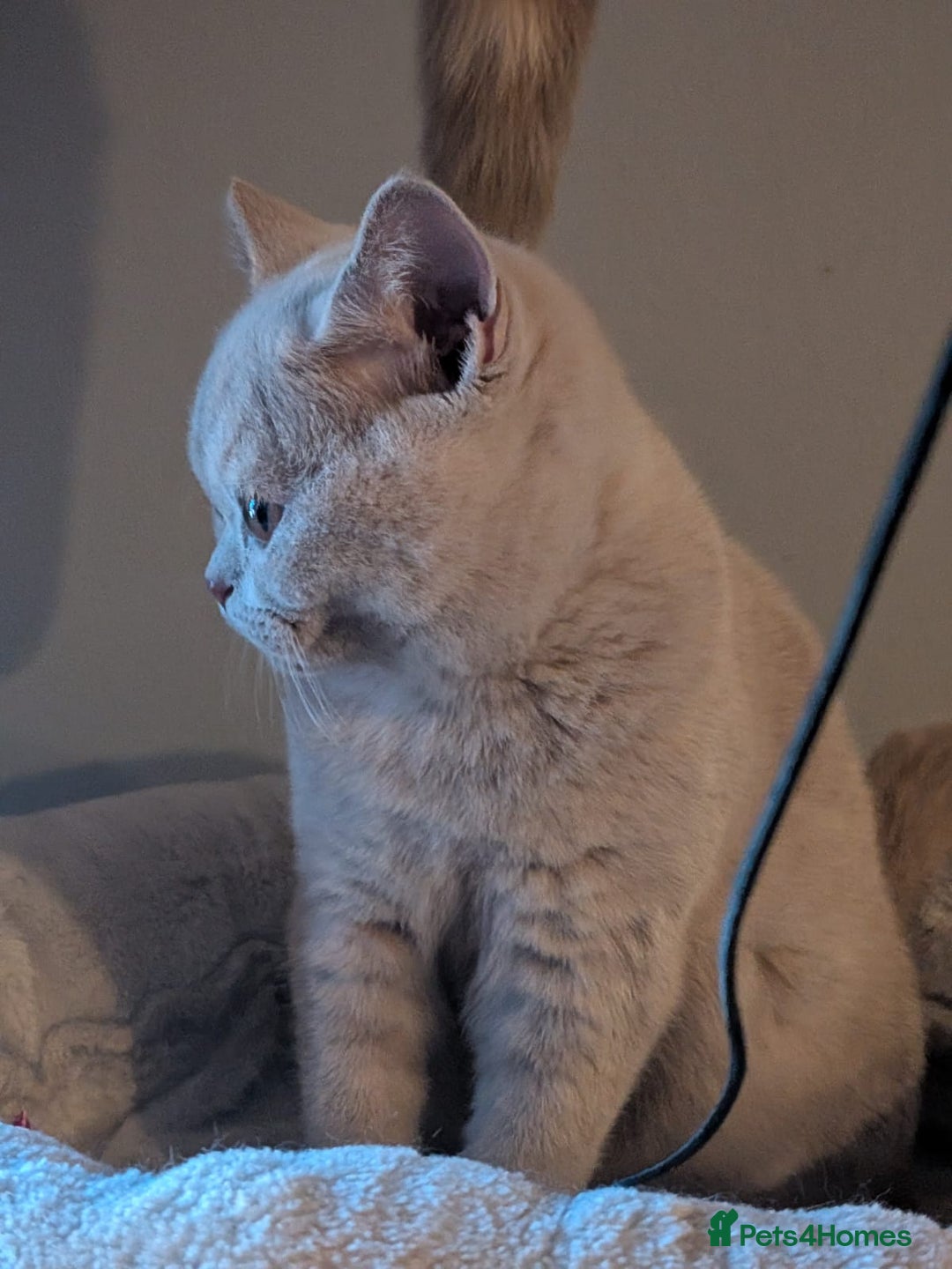 British Shorthair cats for sale: GCCF Registered Championship Line BSH Kittens - Advert 9