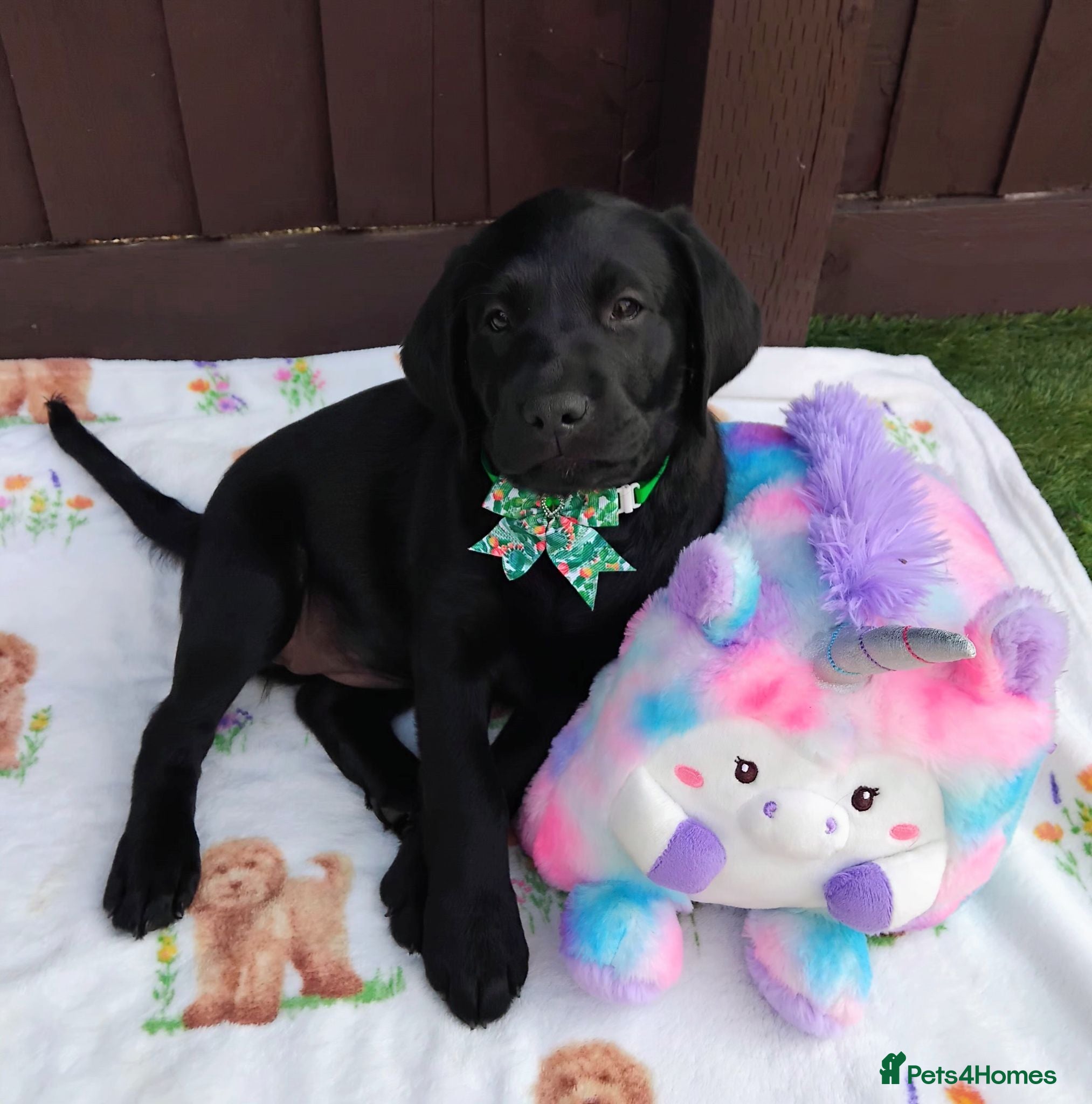 Labrador Retriever dogs  KC Black Labradors – 4 Boys & 2 Girls Available🐶 - Advert 7