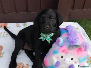 Labrador Retriever dogs KC Black Labradors – 4 Boys & 2 Girls Available🐶 - Advert 7