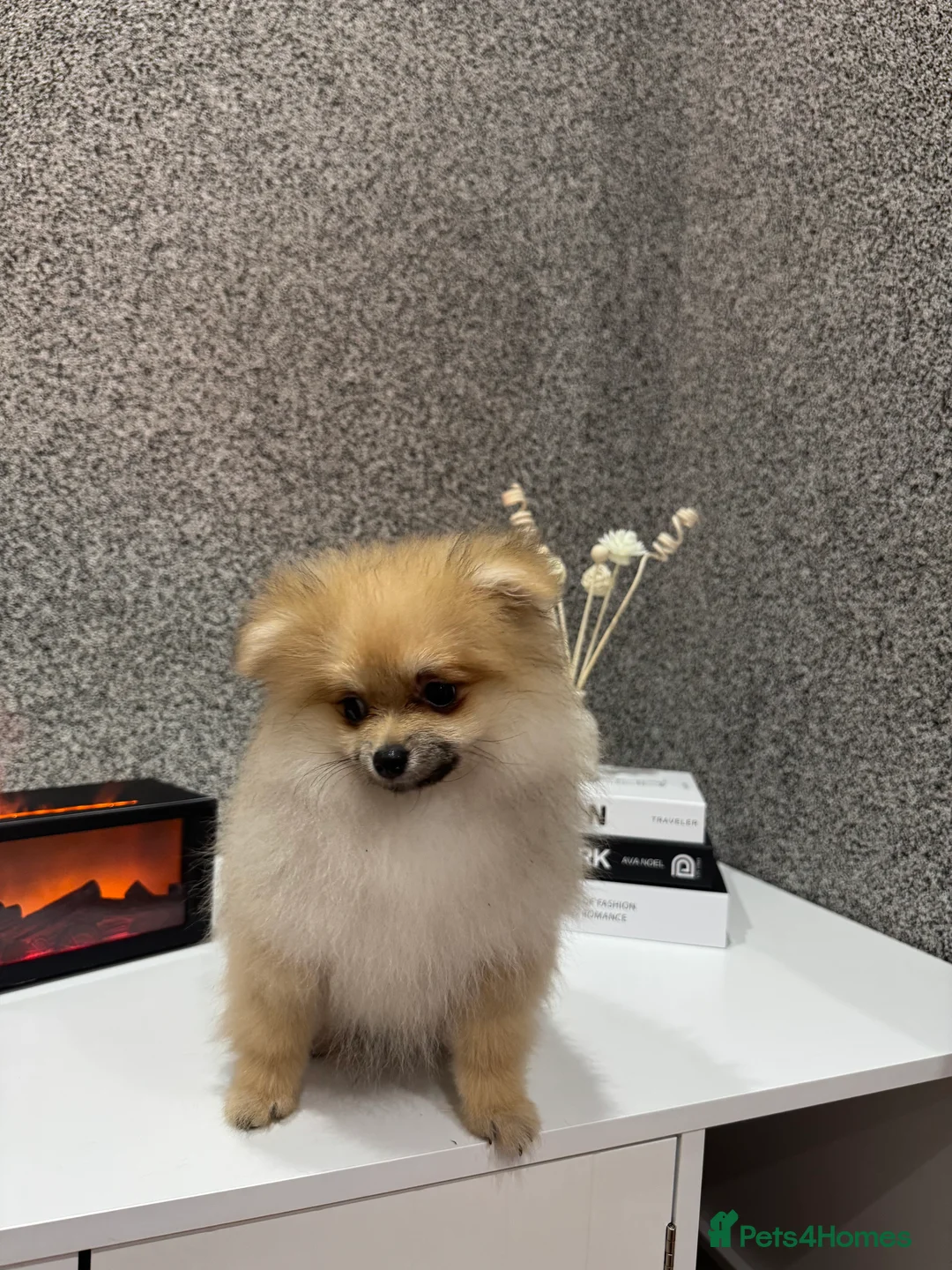 Pomeranian dogs for sale: KC registered boy! - Advert 5