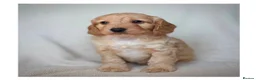 Cockapoo dogs for sale: Quality F1 Cockapoo puppies - Advert 17