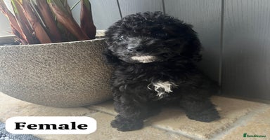 Cockapoo dogs - Advert 6