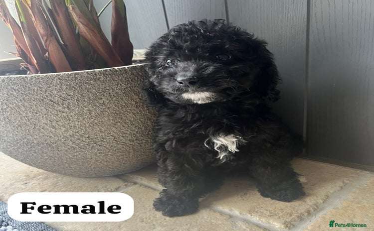Cockapoo dogs - Advert 4