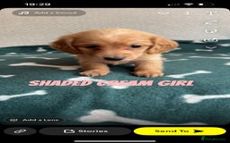 Miniature Dachshund dogs for sale: ***long haired mini dachshunds **** - Image 19